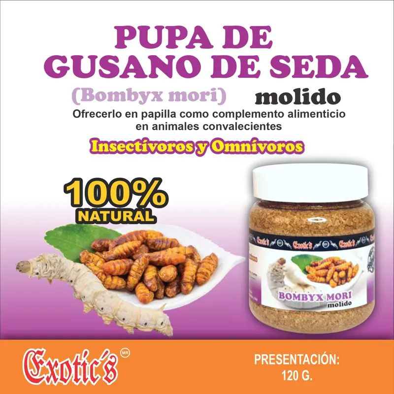 Pupa de Gusano de Seda